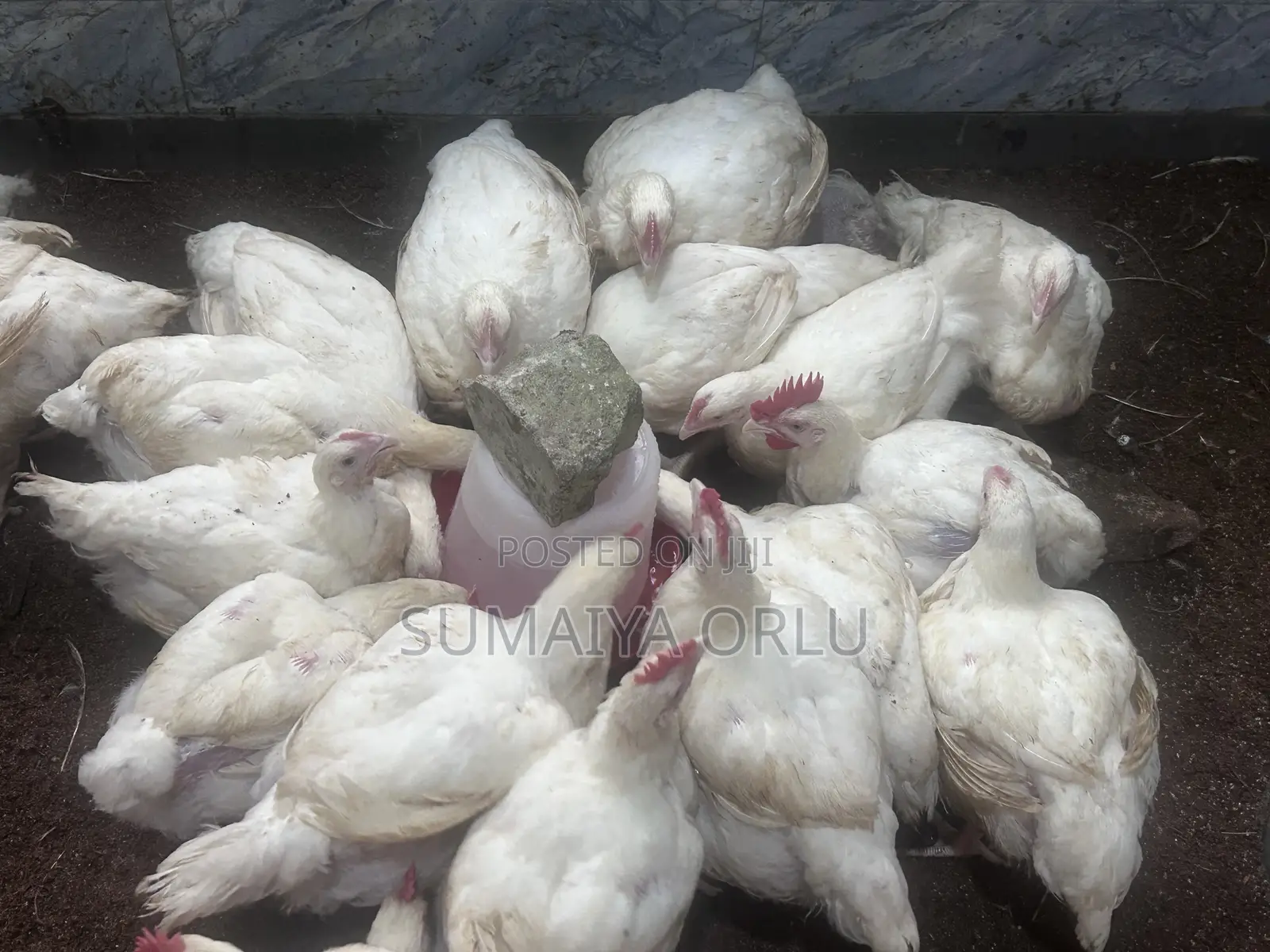 8 Weeks Healthy Broilers