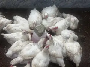 8 Weeks Healthy Broilers