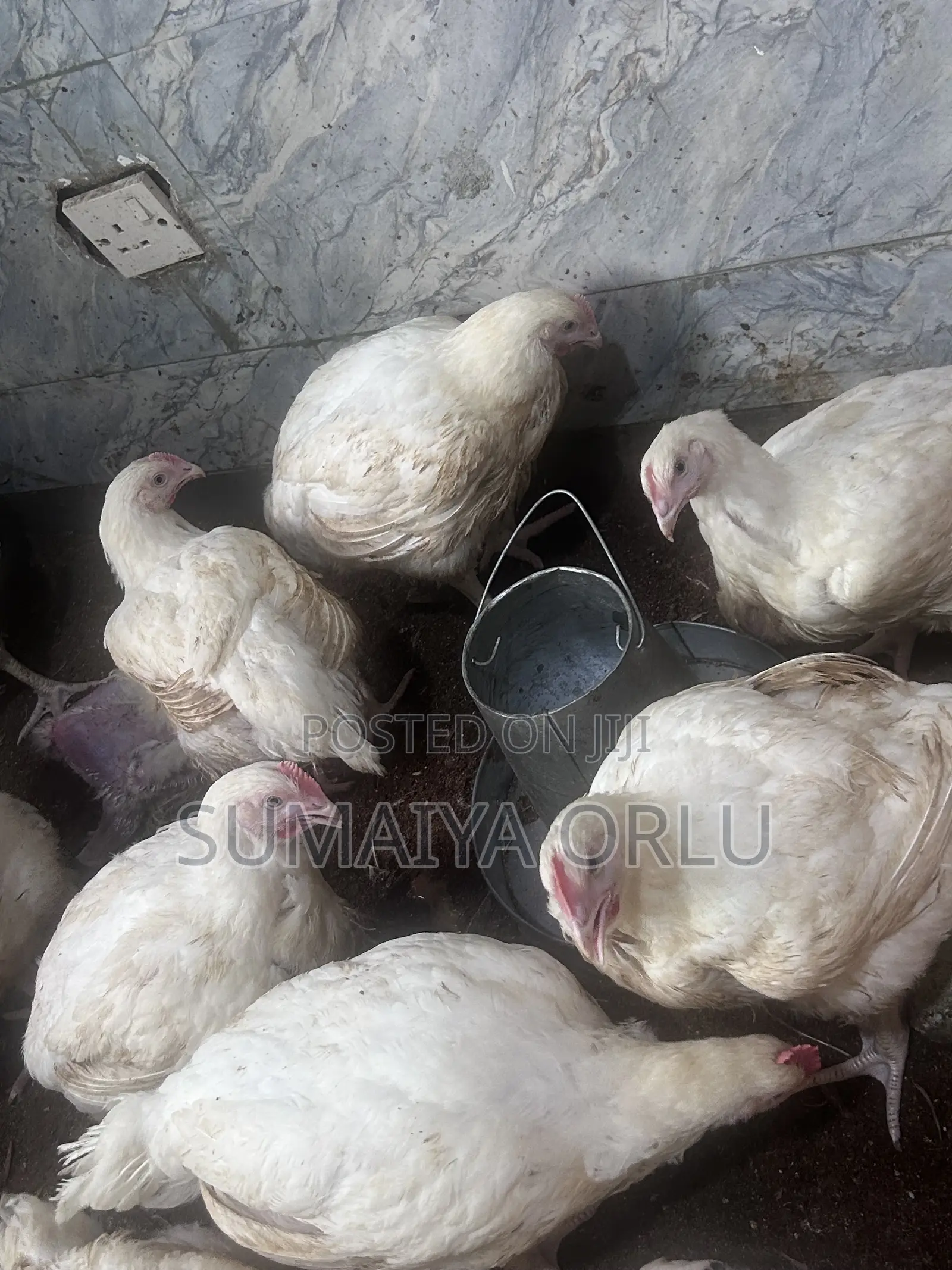 8 Weeks Healthy Broilers