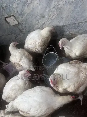 8 Weeks Healthy Broilers
