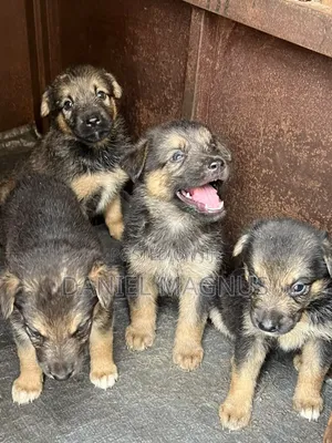 1-3 months Female Purebred German Shepherd