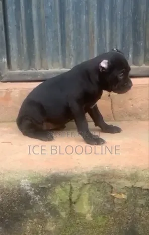 1-3 months Female Purebred Cane Corso