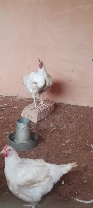 Healthy and Sweet Chickens