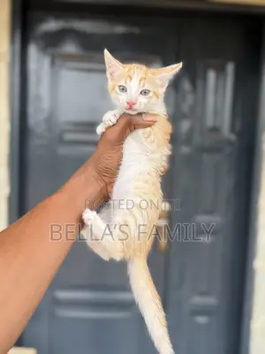 1-3 months Female Purebred American Shorthair