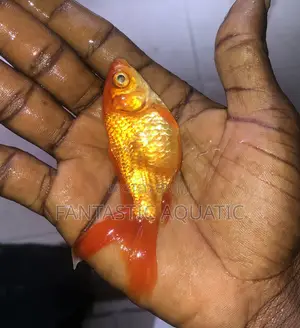 Fancytail Goldfish