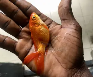 Fancytail Goldfish