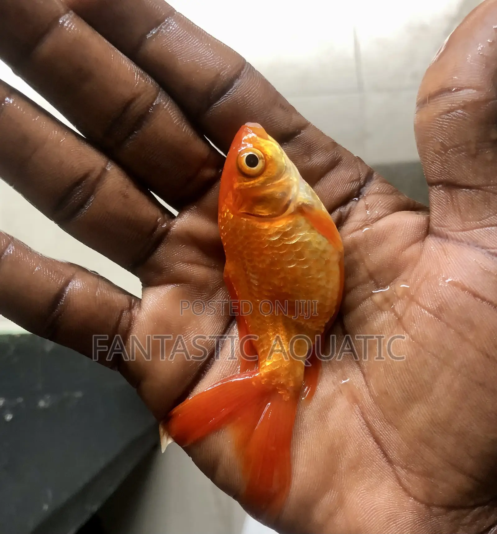 Fancytail Goldfish