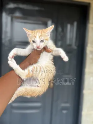 1-3 months Female Purebred American Shorthair