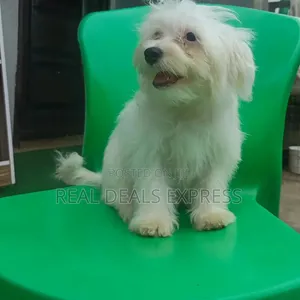 1-3 months Female Purebred Lhasa Apso