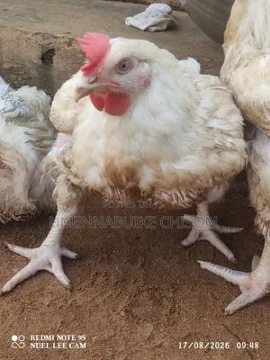 Natural Breed Poultry Bird