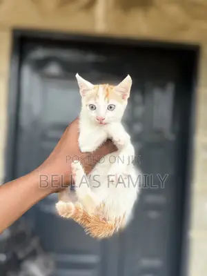 1-3 months Female Purebred American Shorthair