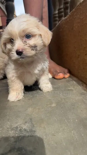 1-3 months Male Purebred Lhasa Apso