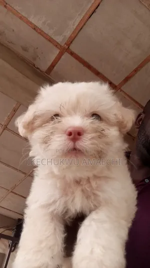 1-3 months Male Purebred Lhasa Apso