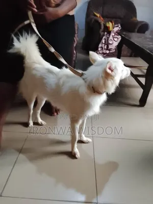 6-12 months Male Purebred American Eskimo
