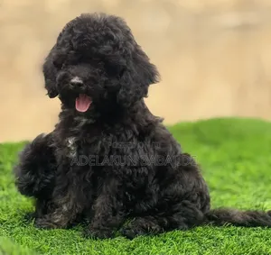 1-3 months Female Purebred Poodle