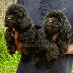 1-3 months Female Purebred Poodle
