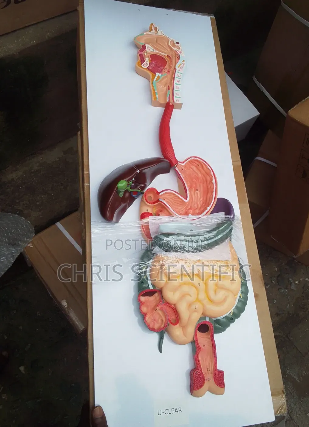 Digestive System Model China
