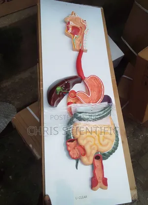 Digestive System Model China