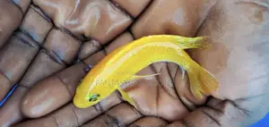 Electric Yellow Cichlid