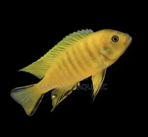 Electric Yellow Cichlid