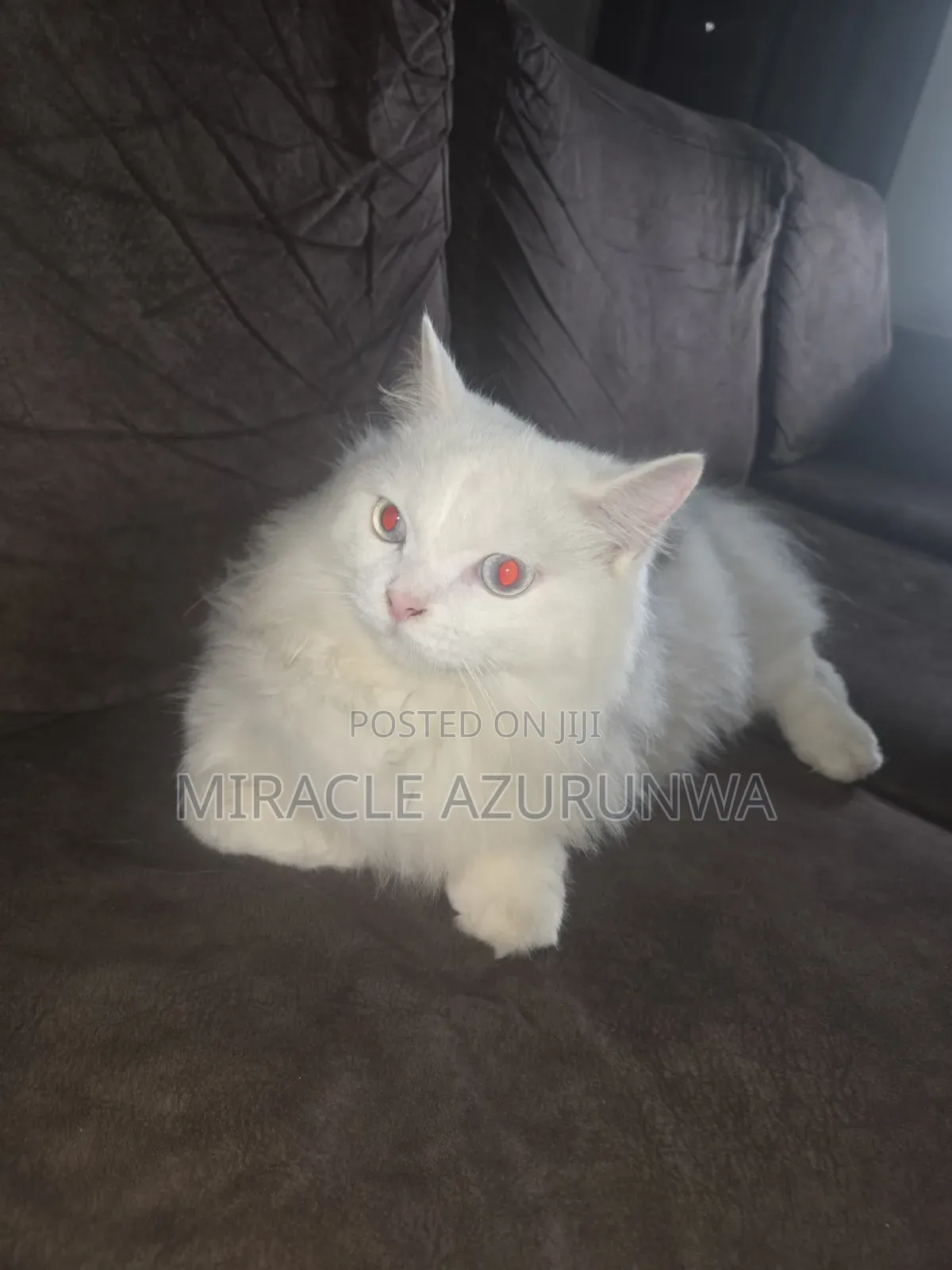 Male Persian Cat Mating/Breeding/Stud Service in Abuja