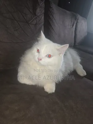 Male Persian Cat Mating/Breeding/Stud Service in Abuja