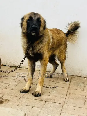 6-12 months Female Purebred Caucasian Shepherd