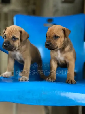 1-3 months Female Purebred Boerboel