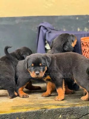 1-3 months Male Purebred Rottweiler