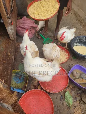 Matured Chicken