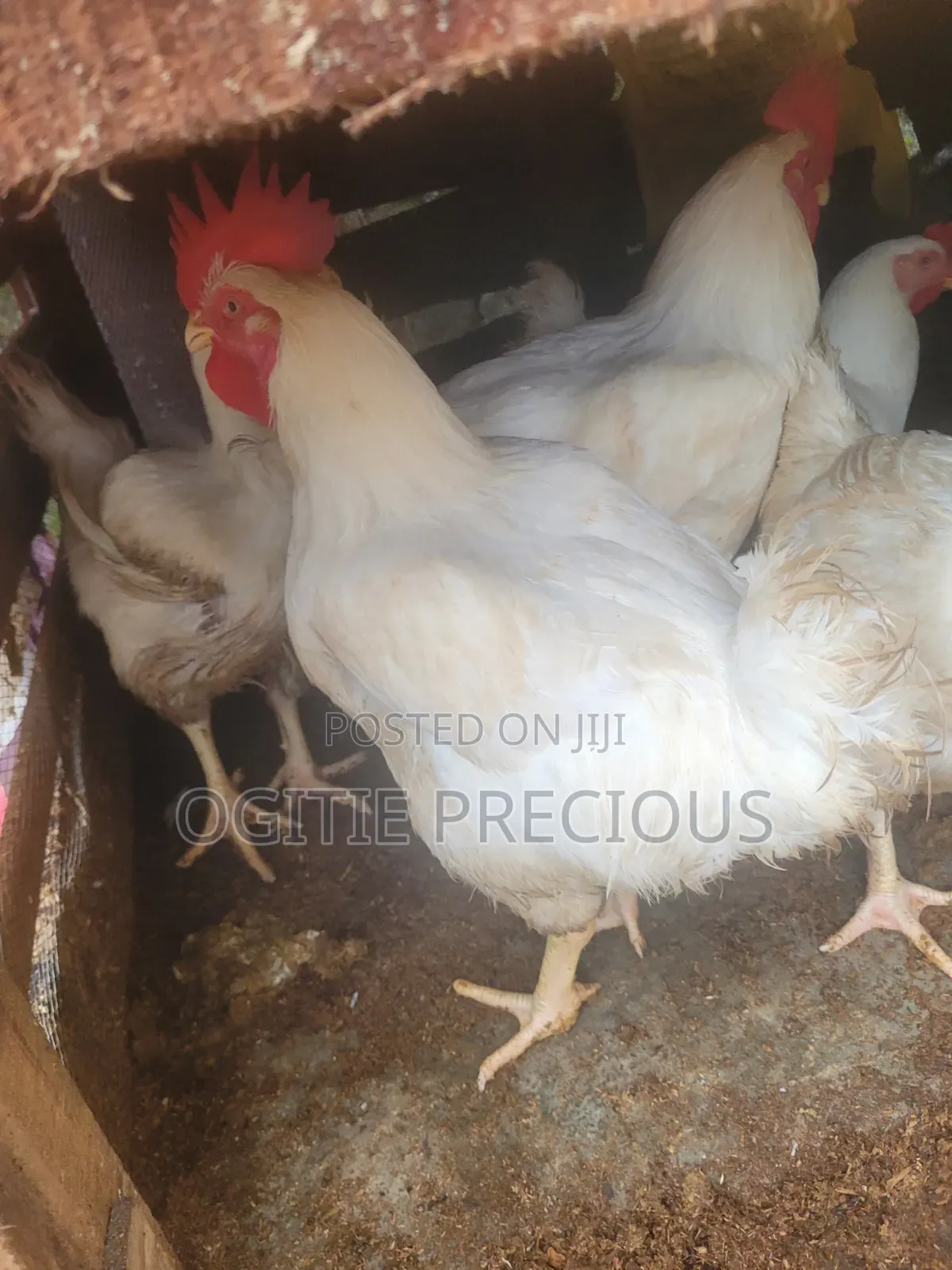 Matured Chicken
