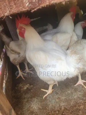 Matured Chicken