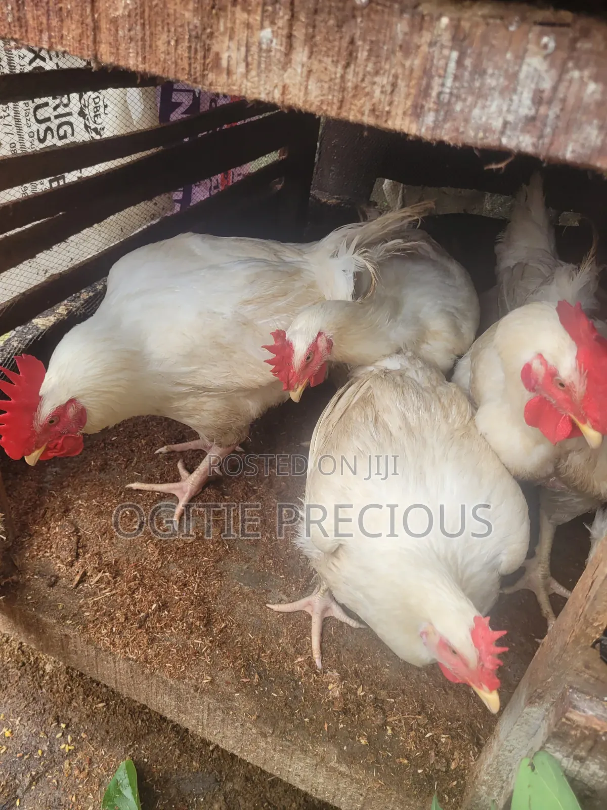 Matured Chicken