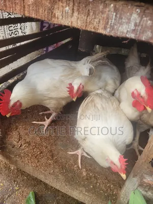 Matured Chicken