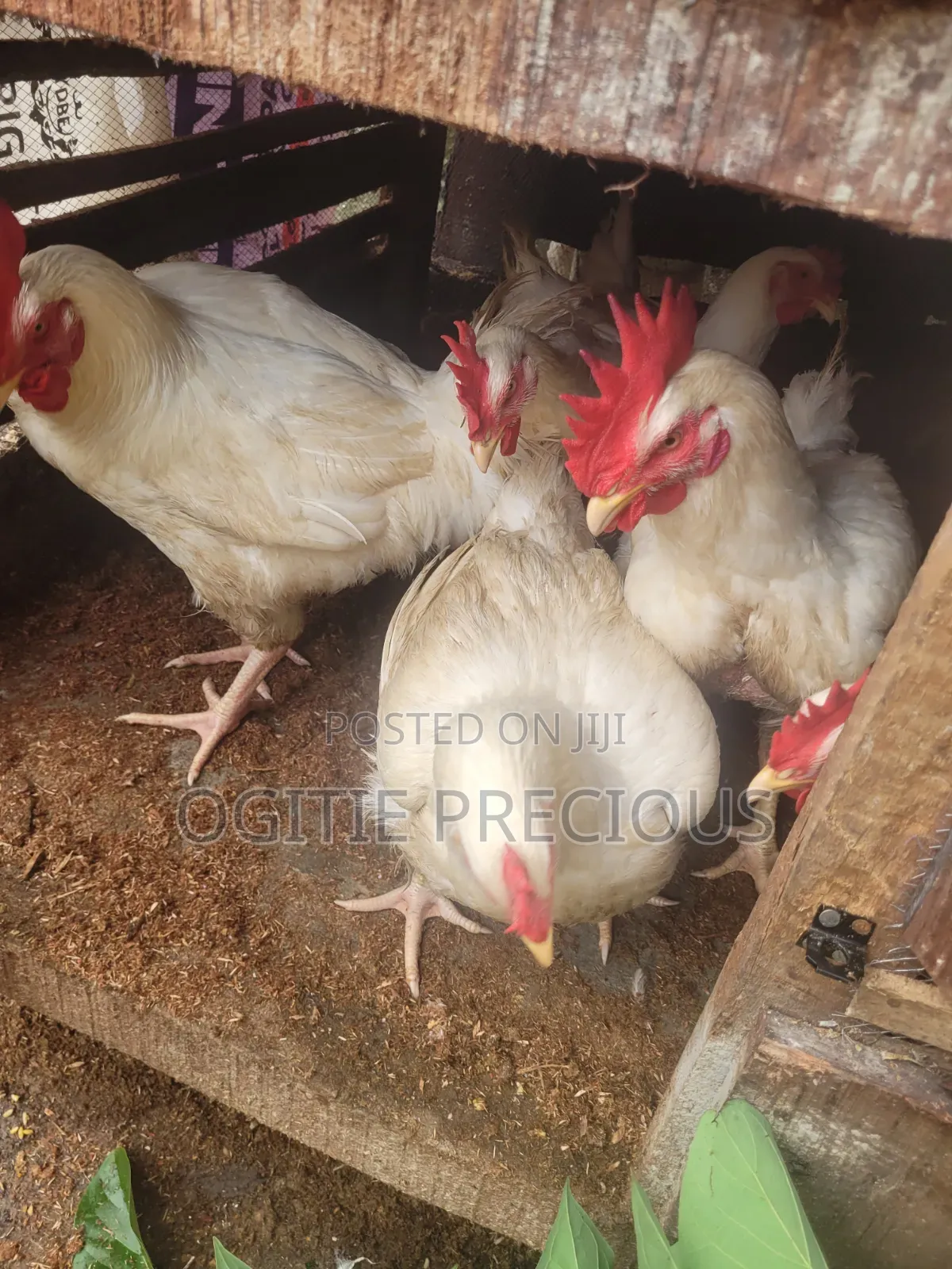 Matured Chicken