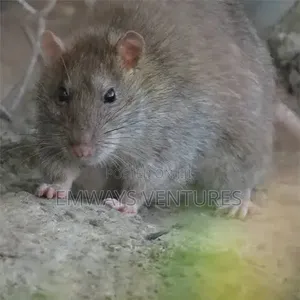 Giant Pouch Rat
