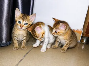 0-1 month Female Purebred Tabby
