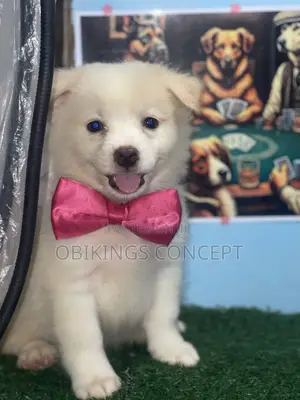 1-3 months Female Purebred American Eskimo