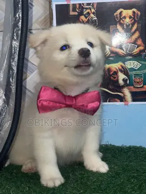 1-3 months Female Purebred American Eskimo