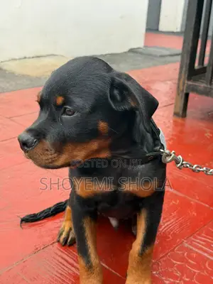 3-6 months Male Purebred Rottweiler