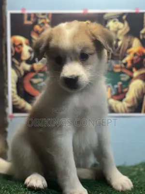 1-3 months Female Mixed Breed American Eskimo