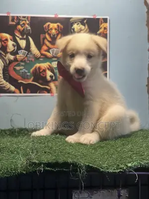 1-3 months Female Mixed Breed American Eskimo