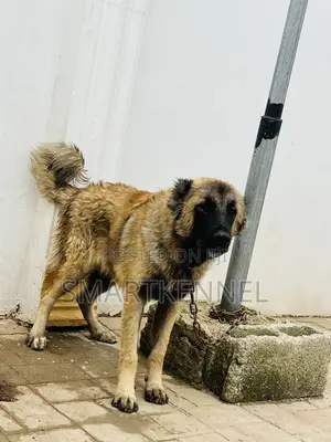 6-12 months Female Purebred Caucasian Shepherd