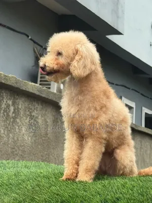 1+ year Female Purebred Poodle