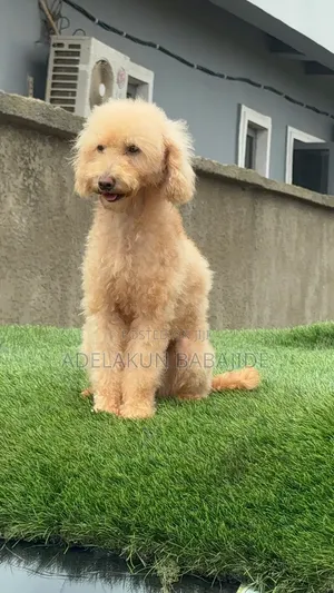 1+ year Female Purebred Poodle