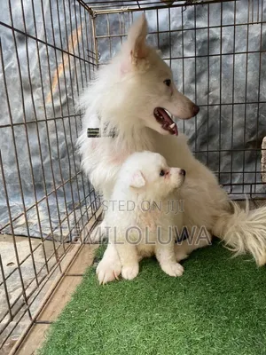 1-3 months Male Purebred American Eskimo