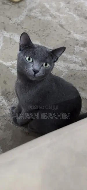 3-6 months Male Mixed Breed Russian Blue