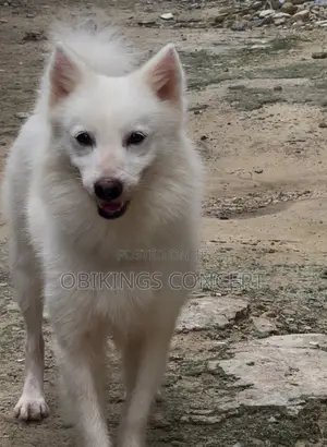 Super Fluffy Male Eskimo Available for STUD Service