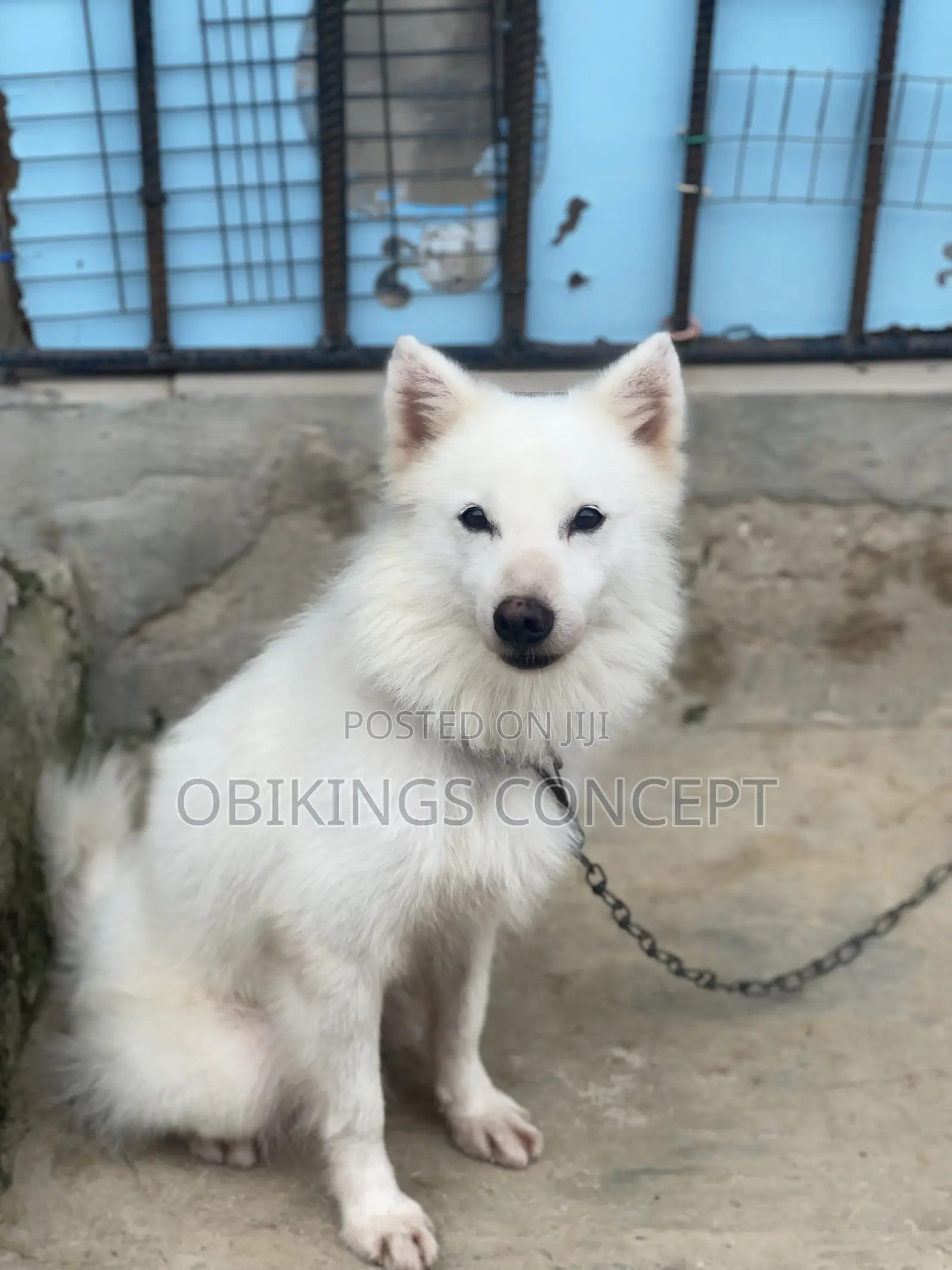 Super Fluffy Male Eskimo Available for STUD Service
