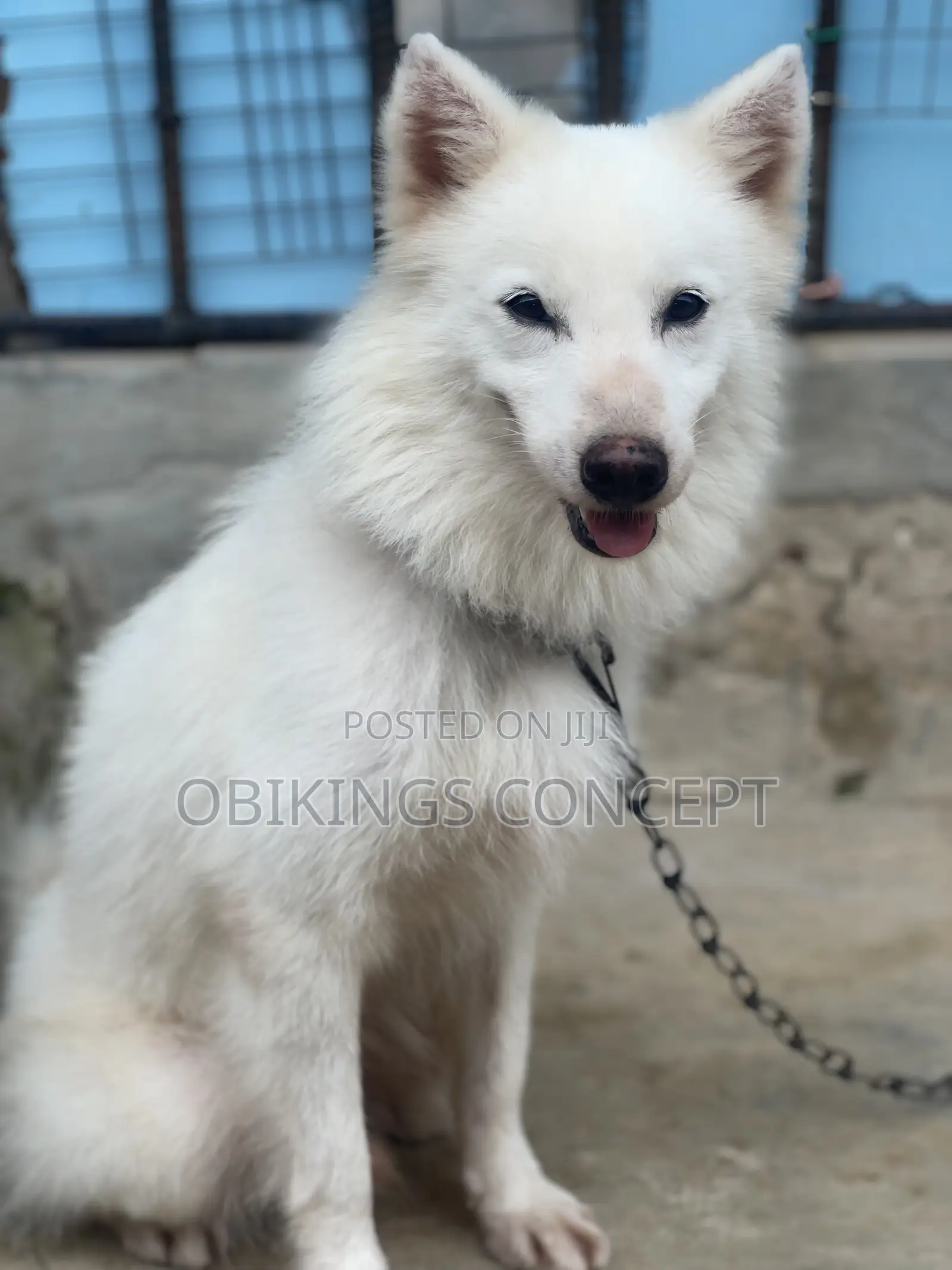 Super Fluffy Male Eskimo Available for STUD Service
